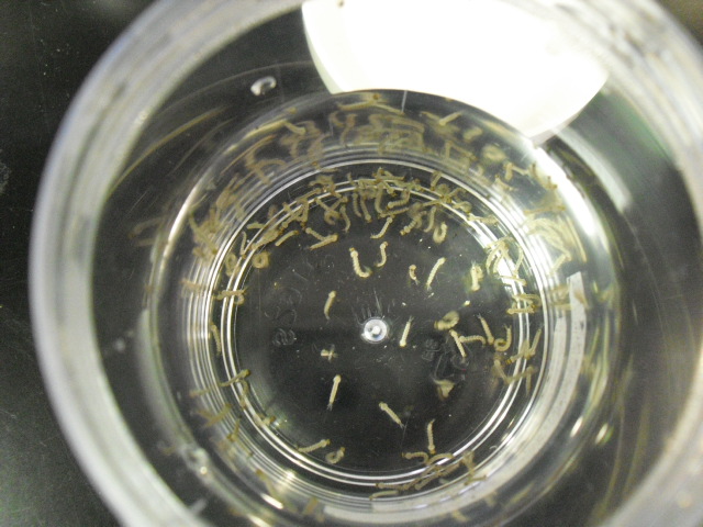 Photo 2: Larvae of Aedes mosquitoes