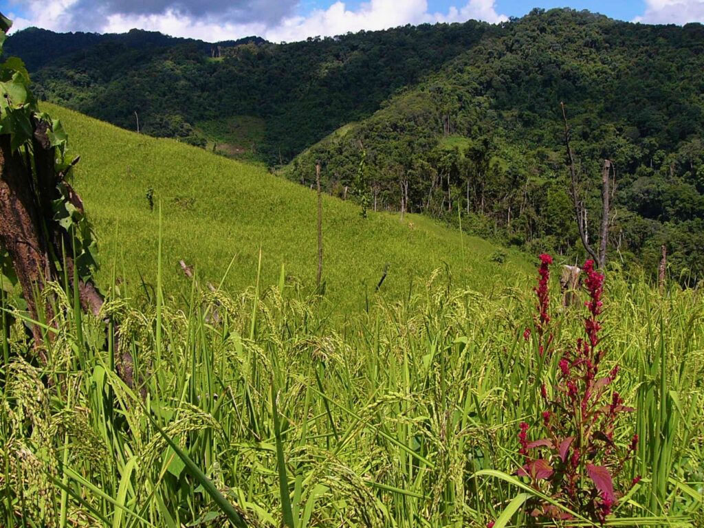 Photo 1: 山地の景観：山の斜面で陸稲を栽培
