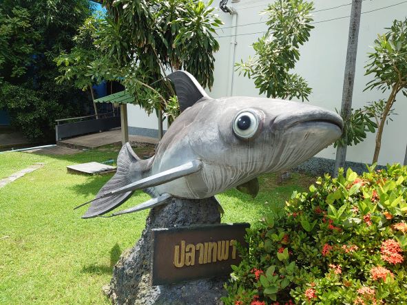 Photo 2: A statue of a giant freshwater fish. In Thailand, such statues can be seen along rivers and at places associated with freshwater giant fish (photo taken at the Department of Fisheries, Thailand).