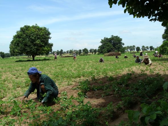 Photo 1: ラッカセイ畑で除草作業に勤しむ若者。ミャンマー・マグウェ管区域。2017年8月撮影