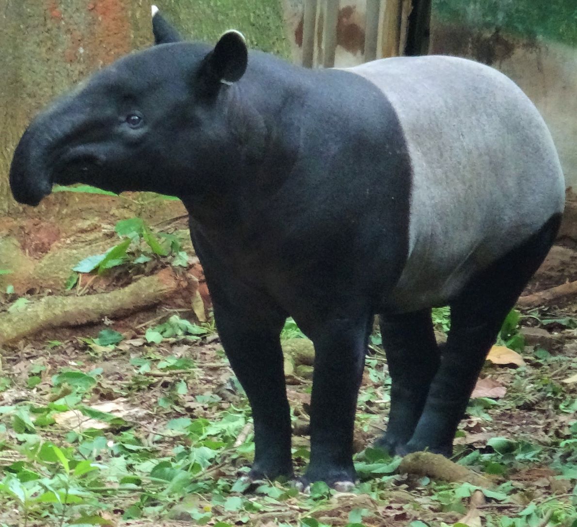 マレーバク（Tapirus indicus）