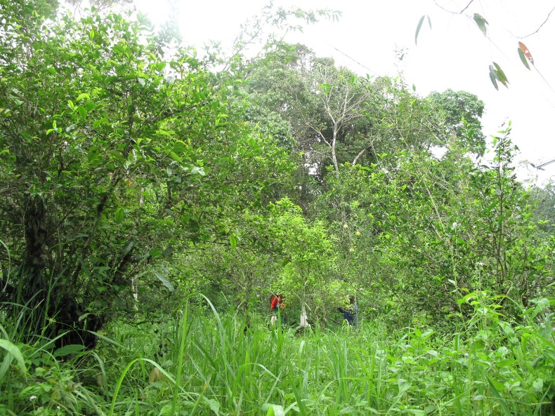 タイ北部山地でのヤマチャの茶摘みの様子（雑木林にみえる景観に、チャや果樹が生えている。タイ・チェンマイ県）