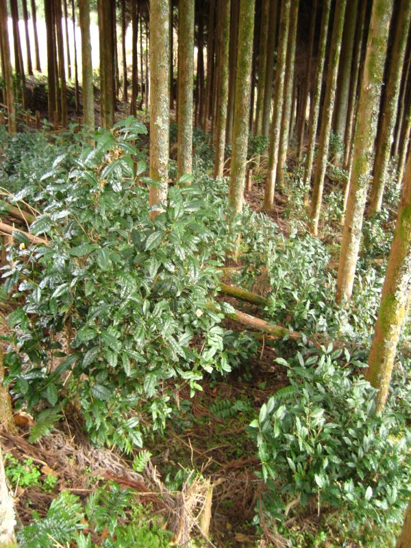 植林地に自生するヤマチャ（日本・奈良県）